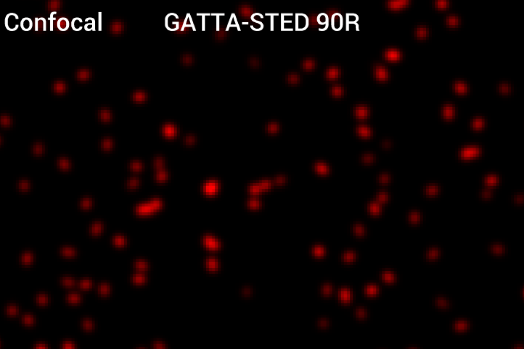 GATTA-STED Nanoruler