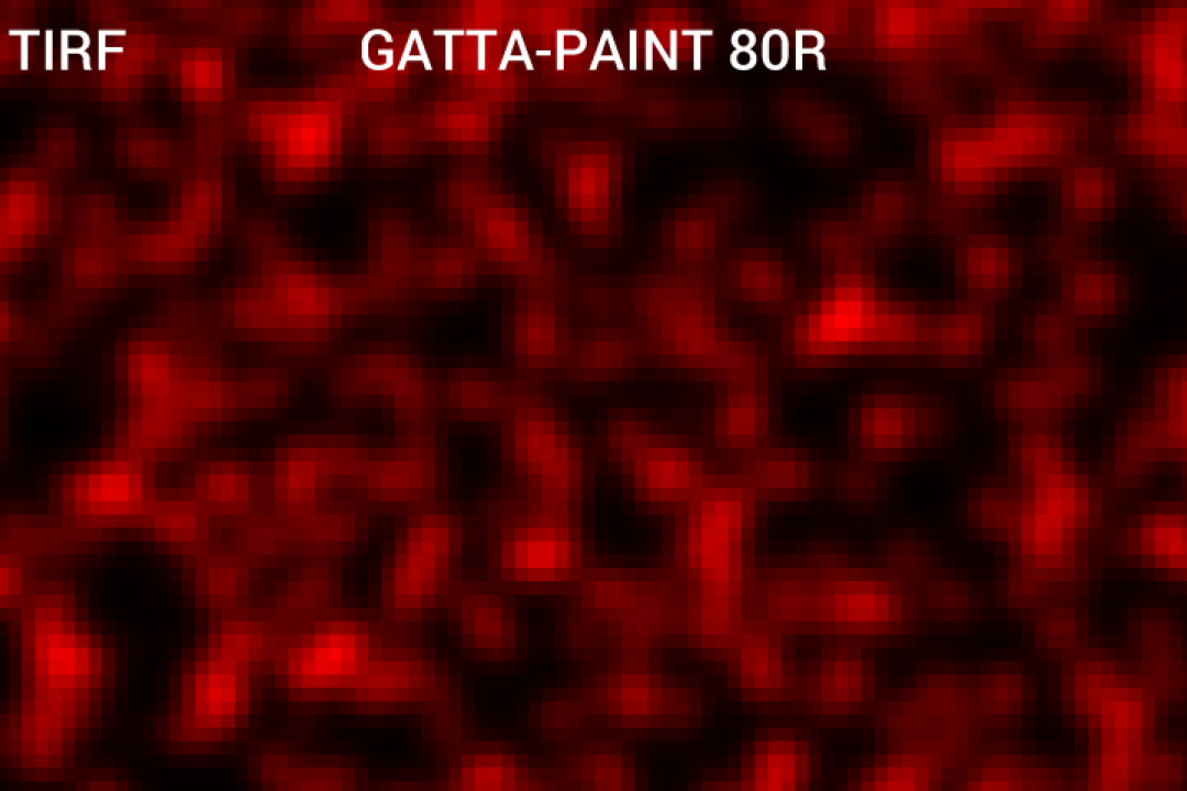 GATTA-脱氧核糖核酸油漆 纳米标尺
