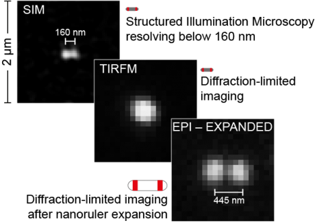 Quantitative Expansion Microscopy with Nanorulers