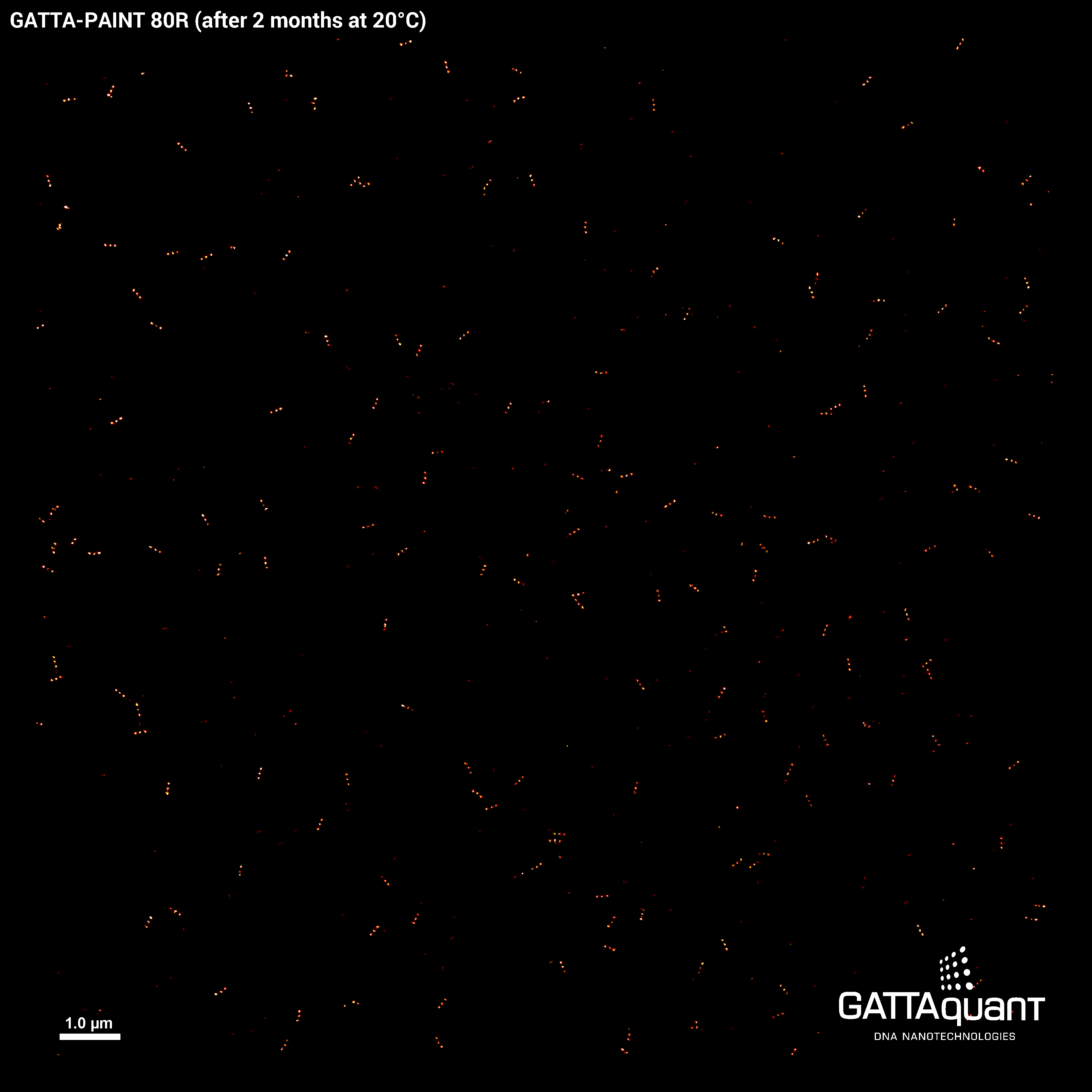 gattaquant