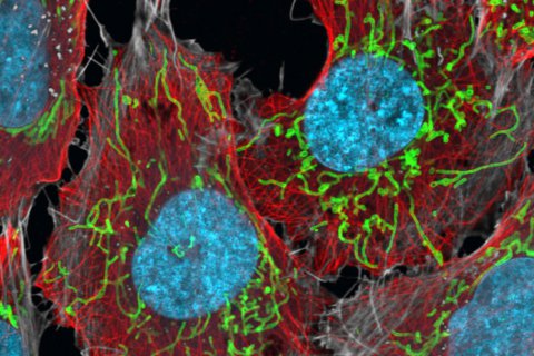  GATTA-Cells