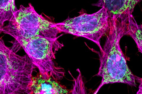 GATTA-Cells NIR