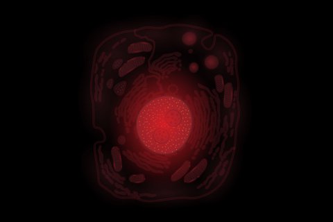  GATTA-Cells 1C