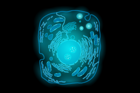 GATTA-Cells 4C