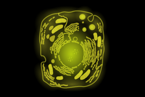 GATTA-Cells FLIM