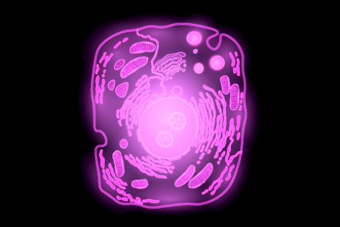GATTA-Cells 4C NIR