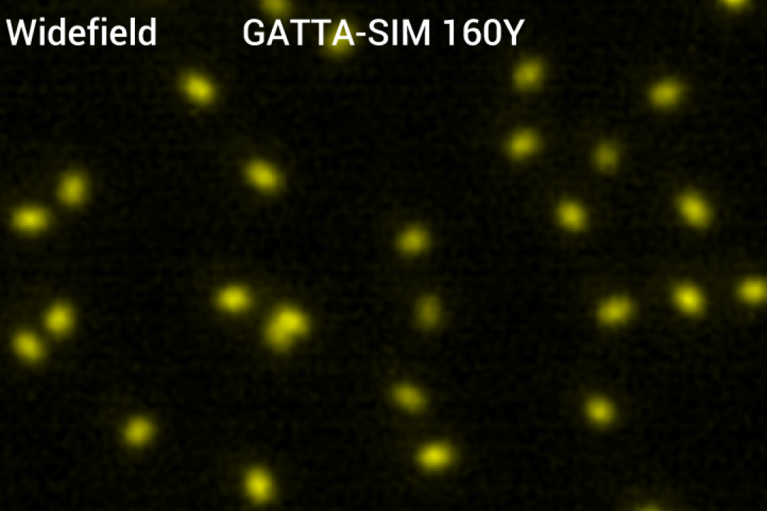  GATTA-SIM Nanoruler