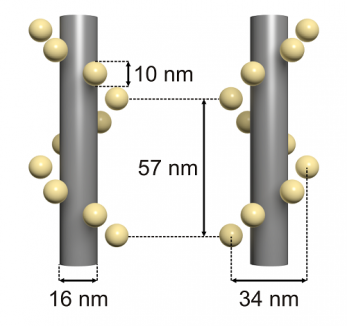 Gold Nanohelices (L/R)