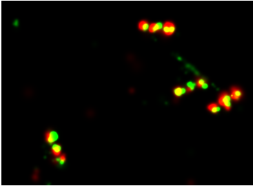 GATTA-PAINT 40RG Nanoruler for super-resolution imaging (ONI Nanoimager)