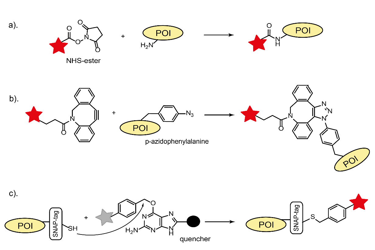 Protein labeling