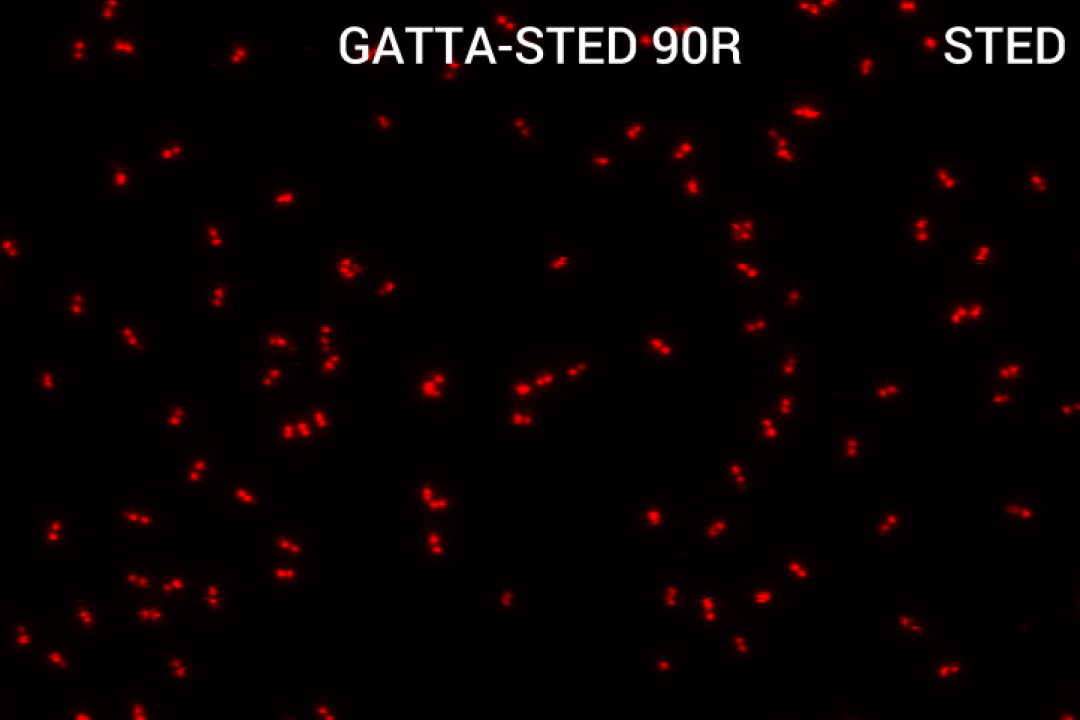 GATTA-STED Nanoruler