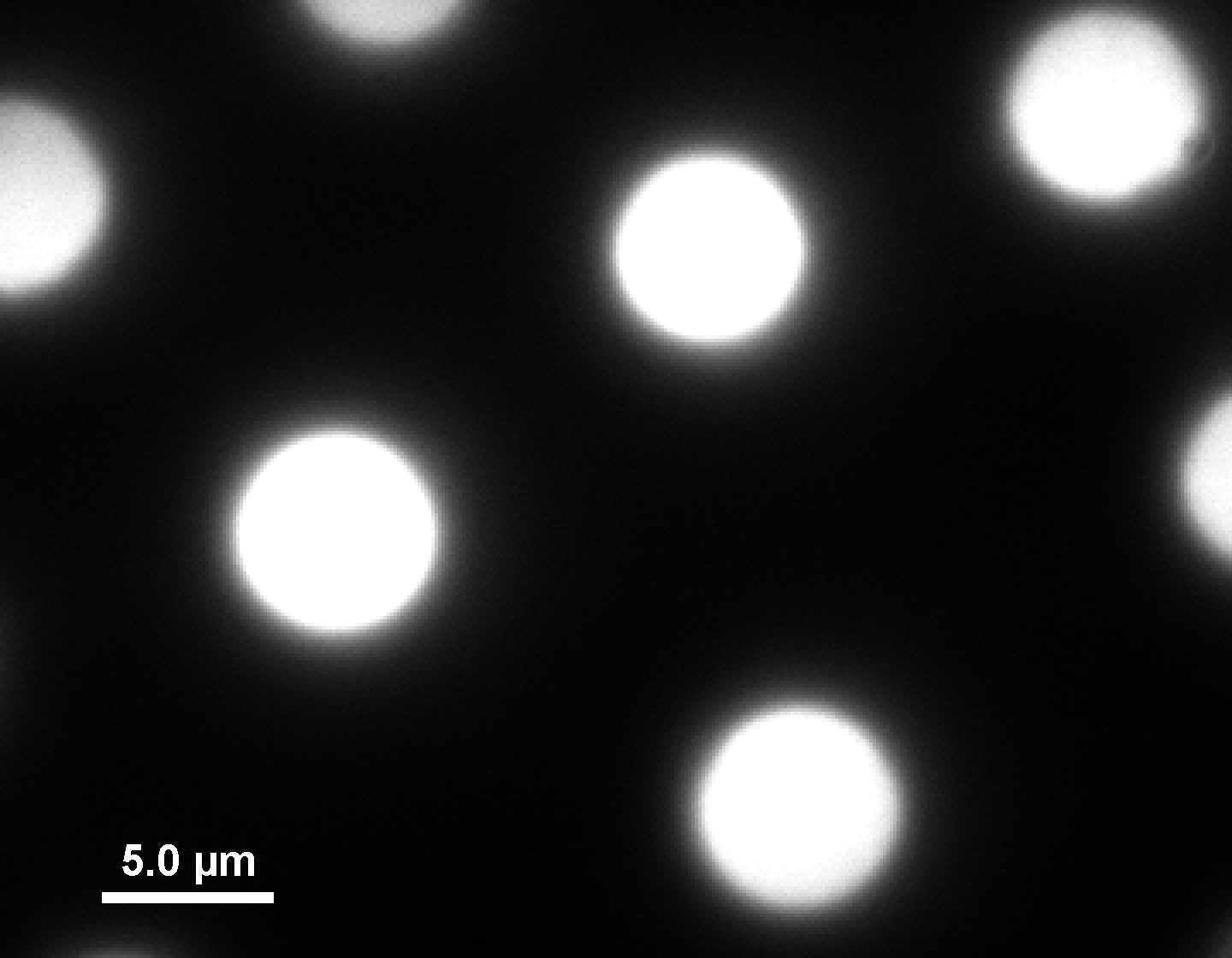 Beads W Image Beads W Image