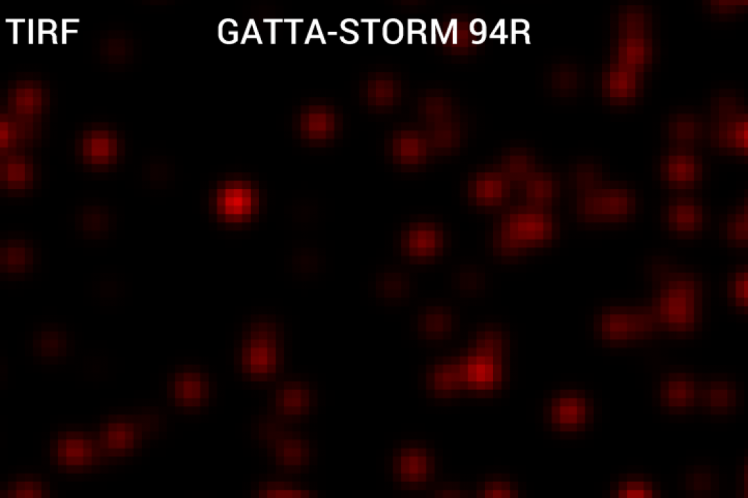 GATTA-STORM Nanoruler