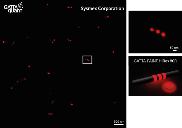 GATTA-PAINT HiRes measured on Sysmex M-1000 super-resolution microscope GATTA-PAINT HiRes measured on Sysmex M-1000 super-resolution microscope
