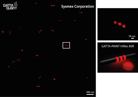 GATTA-PAINT HiRes measured on Sysmex M-1000 super-resolution microscope